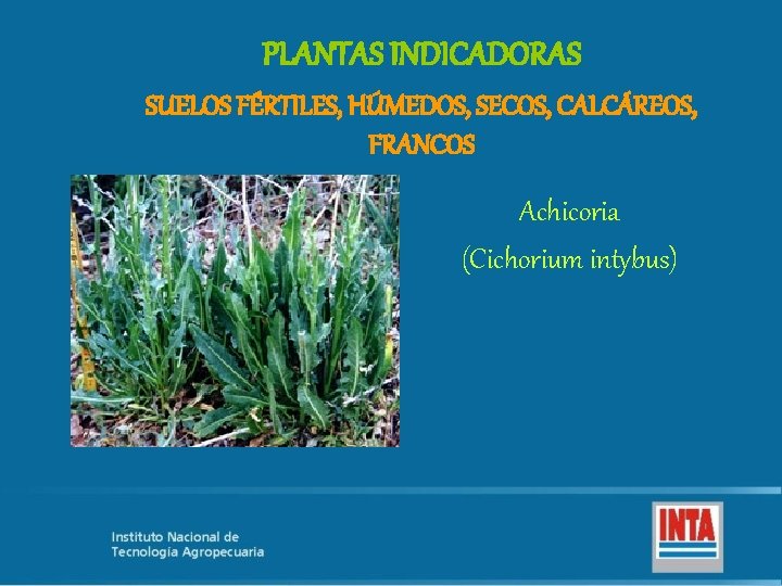 PLANTAS INDICADORAS SUELOS FÉRTILES, HÚMEDOS, SECOS, CALCÁREOS, FRANCOS Achicoria (Cichorium intybus) 