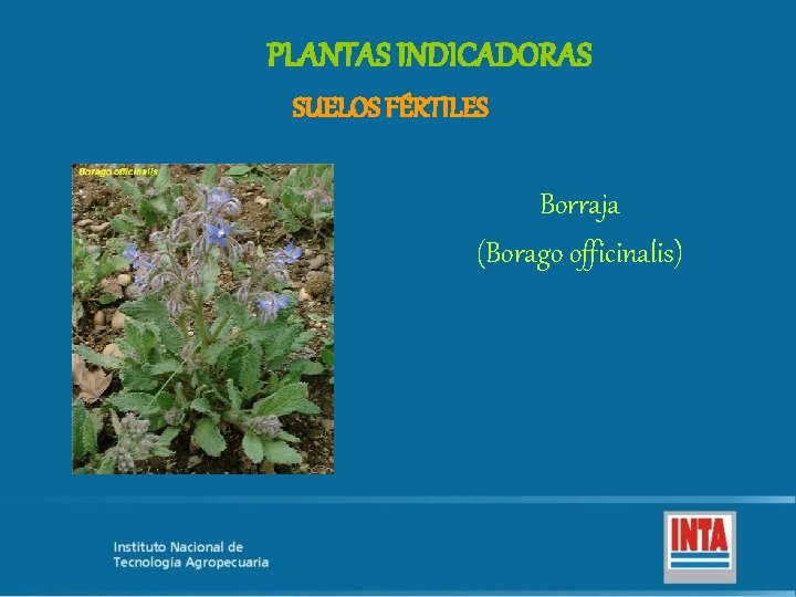 PLANTAS INDICADORAS SUELOS FÉRTILES Borraja (Borago officinalis) 