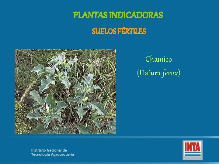 PLANTAS INDICADORAS SUELOS FÉRTILES Chamico (Datura ferox) 