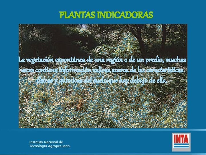 PLANTAS INDICADORAS La vegetación espontánea de una región o de un predio, muchas veces