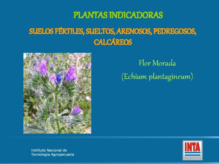 PLANTAS INDICADORAS SUELOS FÉRTILES, SUELTOS, ARENOSOS, PEDREGOSOS, CALCÁREOS Flor Morada (Echium plantagineum) 