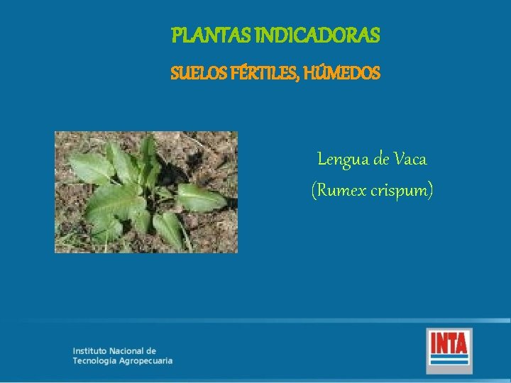 PLANTAS INDICADORAS SUELOS FÉRTILES, HÚMEDOS Lengua de Vaca (Rumex crispum) 