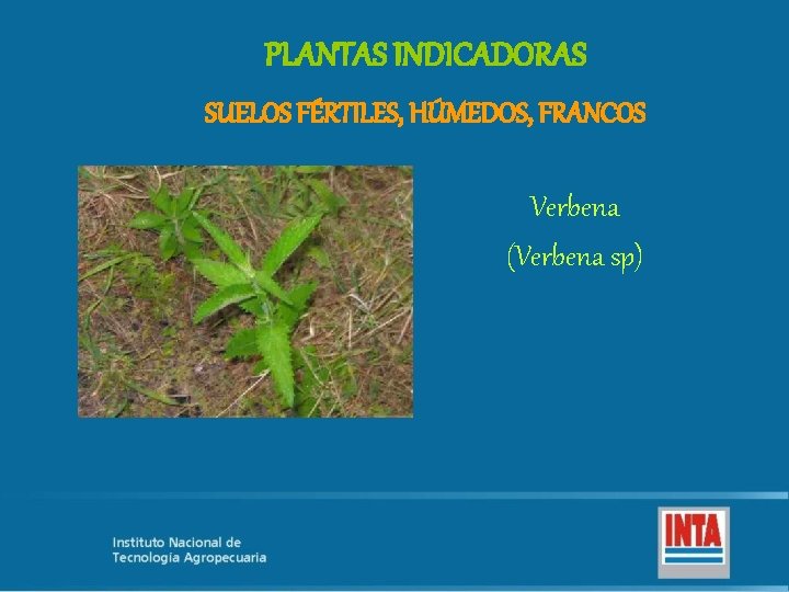 PLANTAS INDICADORAS SUELOS FÉRTILES, HÚMEDOS, FRANCOS Verbena (Verbena sp) 