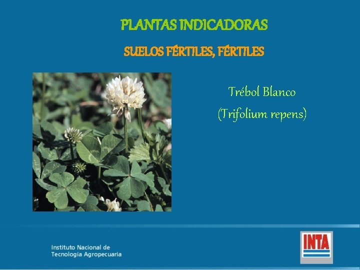 PLANTAS INDICADORAS SUELOS FÉRTILES, FÉRTILES Trébol Blanco (Trifolium repens) 