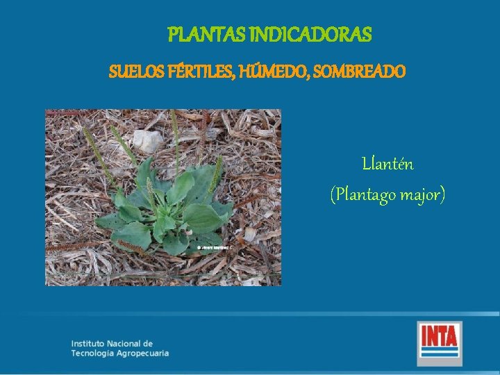 PLANTAS INDICADORAS SUELOS FÉRTILES, HÚMEDO, SOMBREADO Llantén (Plantago major) 