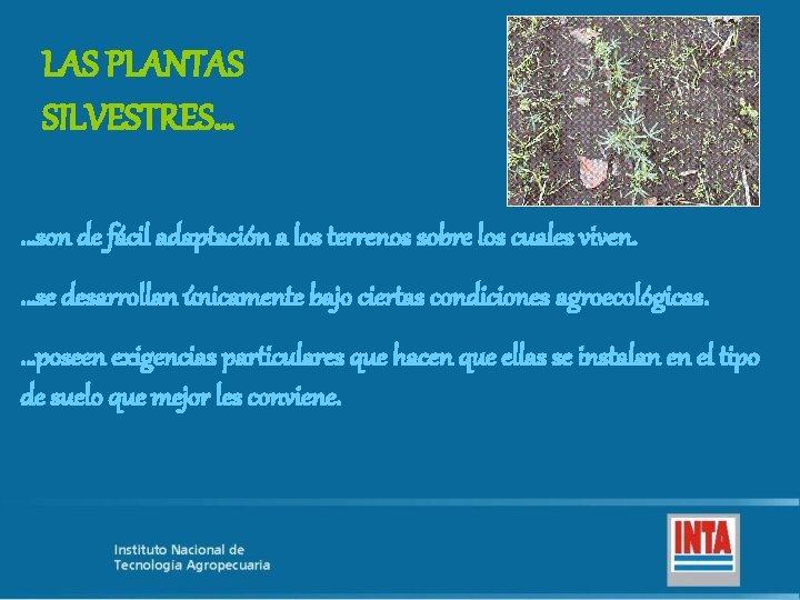 LAS PLANTAS SILVESTRES… …son de fácil adaptación a los terrenos sobre los cuales viven.