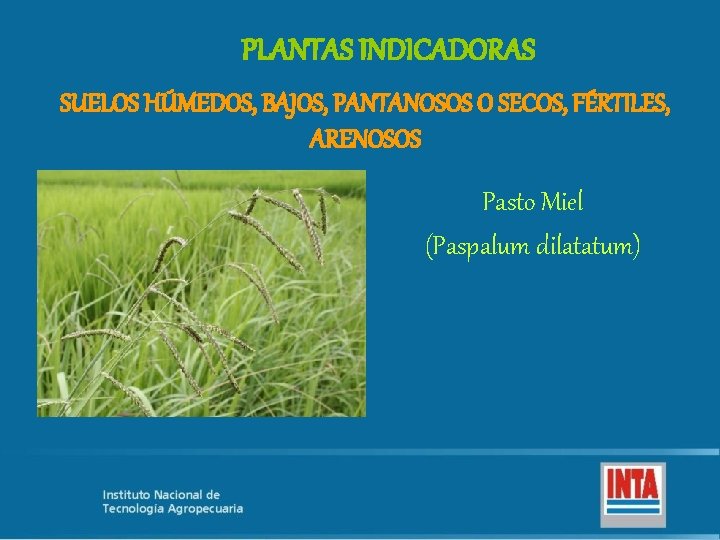 PLANTAS INDICADORAS SUELOS HÚMEDOS, BAJOS, PANTANOSOS O SECOS, FÉRTILES, ARENOSOS Pasto Miel (Paspalum dilatatum)