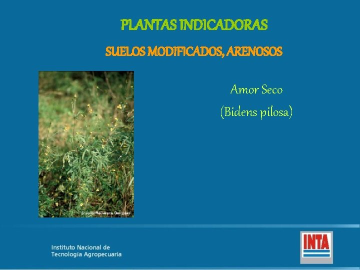 PLANTAS INDICADORAS SUELOS MODIFICADOS, ARENOSOS Amor Seco (Bidens pilosa) 