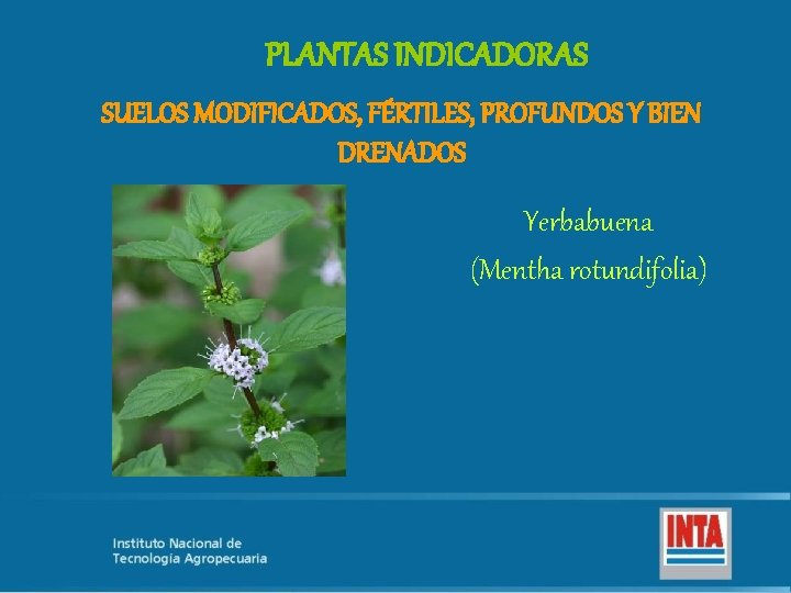 PLANTAS INDICADORAS SUELOS MODIFICADOS, FÉRTILES, PROFUNDOS Y BIEN DRENADOS Yerbabuena (Mentha rotundifolia) 