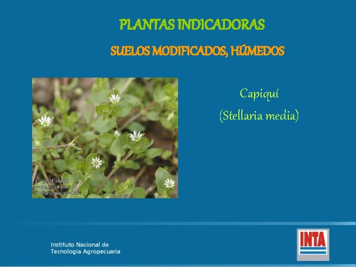 PLANTAS INDICADORAS SUELOS MODIFICADOS, HÚMEDOS Capiquí (Stellaria media) 