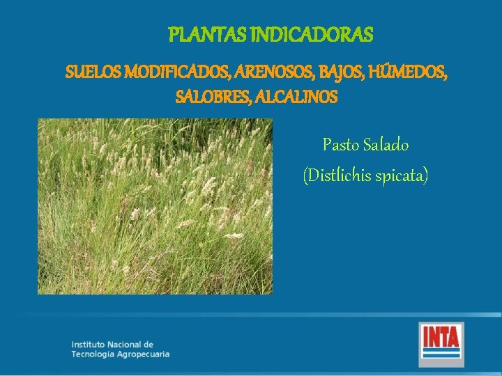 PLANTAS INDICADORAS SUELOS MODIFICADOS, ARENOSOS, BAJOS, HÚMEDOS, SALOBRES, ALCALINOS Pasto Salado (Distlichis spicata) 