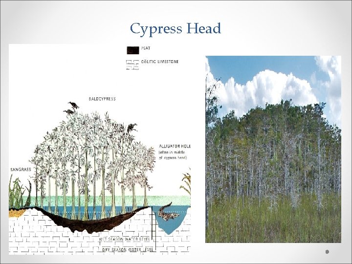 Cypress Head 