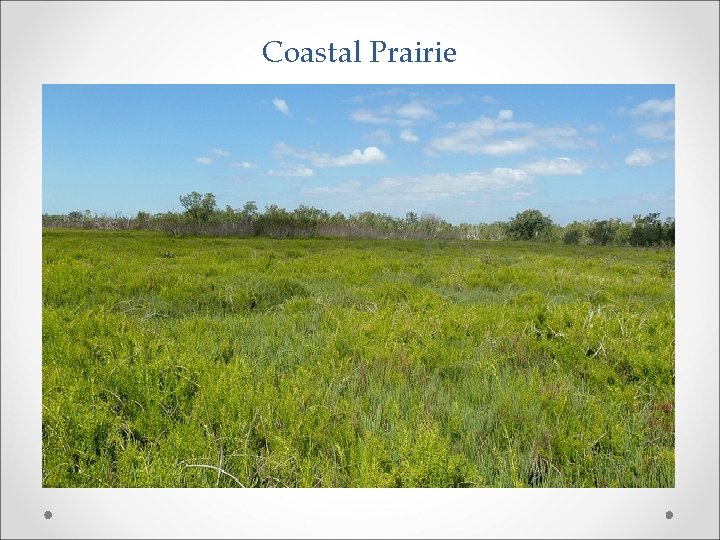 Coastal Prairie 