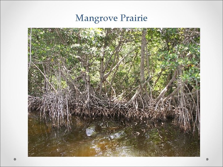 Mangrove Prairie 