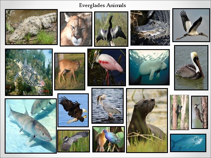 Everglades Animals 