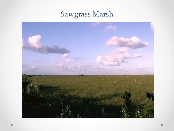 Sawgrass Marsh 