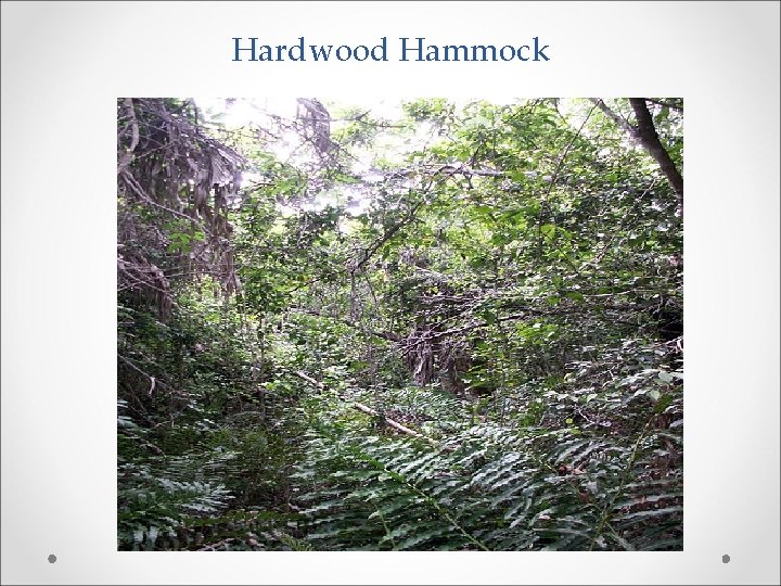 Hardwood Hammock 