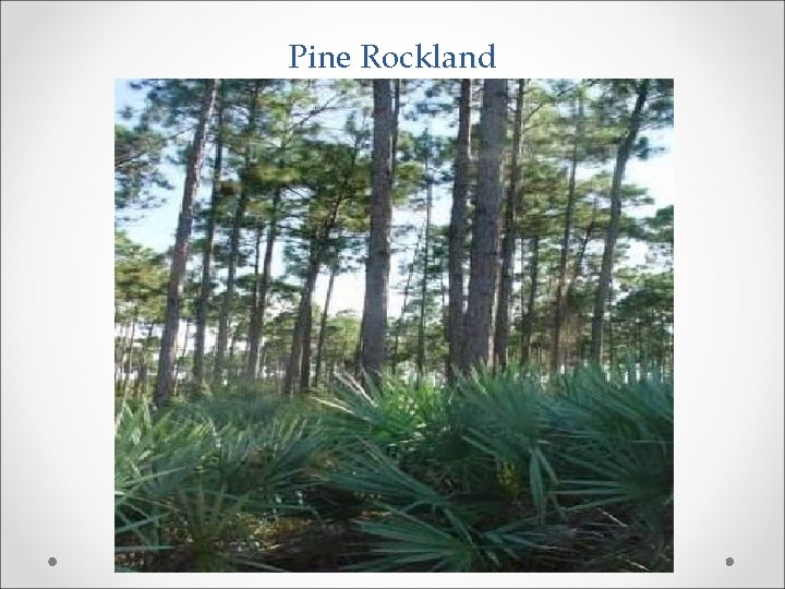 Pine Rockland 