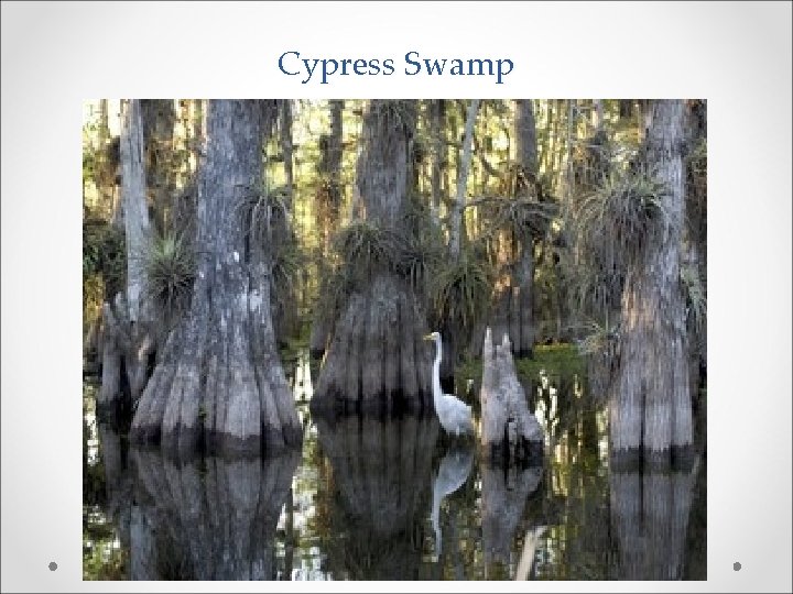 Cypress Swamp 