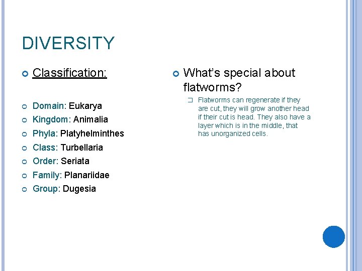 taxonomie phylum platyhelminthes