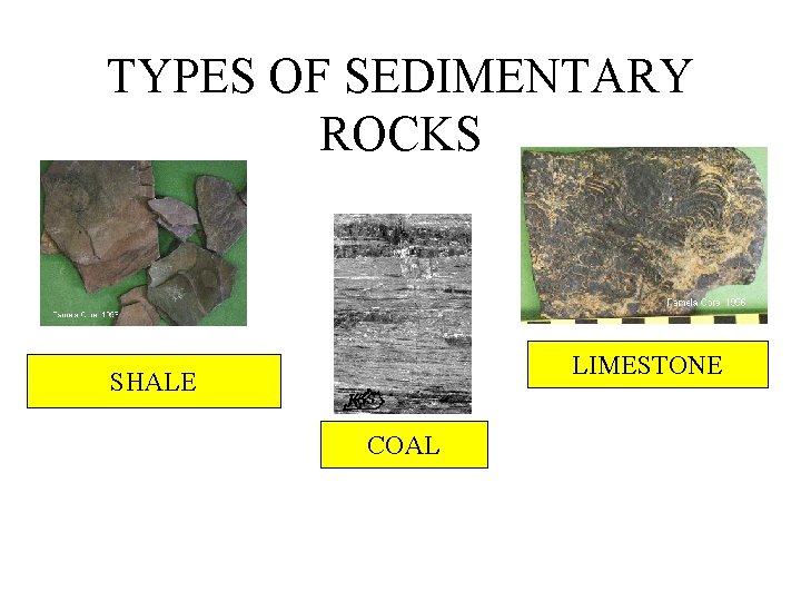 TYPES OF SEDIMENTARY ROCKS LIMESTONE SHALE COAL 