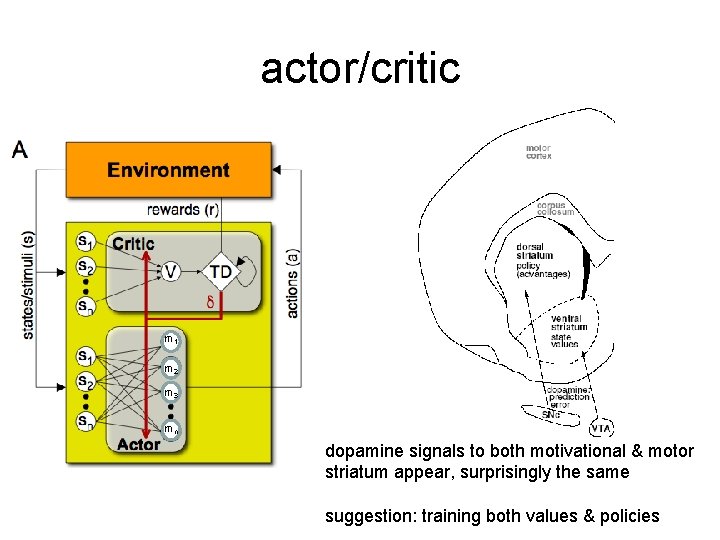 actor/critic m 1 m 2 m 3 mn dopamine signals to both motivational &