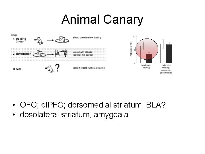 Animal Canary • OFC; dl. PFC; dorsomedial striatum; BLA? • dosolateral striatum, amygdala 