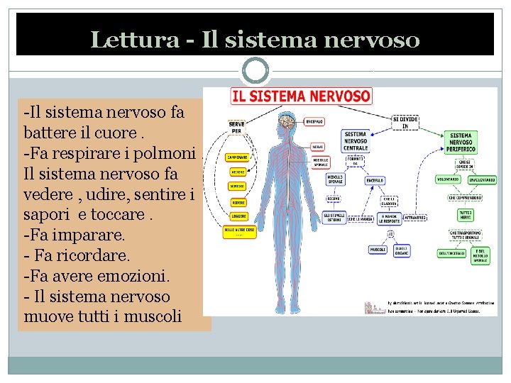 Lettura - Il sistema nervoso -Il sistema nervoso fa battere il cuore. -Fa respirare