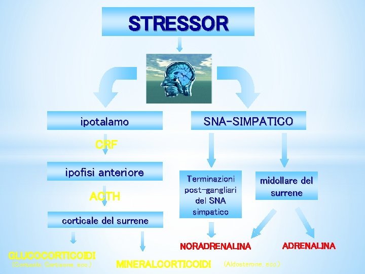 STRESSOR ipotalamo SNA-SIMPATICO CRF ipofisi anteriore ACTH corticale del surrene GLUCOCORTICOIDI (Cortisolo, Cortisone, ecc. STRESSOR ipotalamo SNA-SIMPATICO CRF ipofisi anteriore ACTH corticale del surrene GLUCOCORTICOIDI (Cortisolo, Cortisone, ecc.