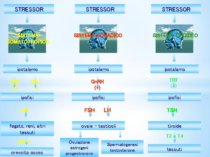 STRESSOR SISTEMA SOMATOTROPICO SISTEMA GONADICO SISTEMA TIROIDEO ipotalamo Gn. RH (+) TRF (+) ipofisi STRESSOR SISTEMA SOMATOTROPICO SISTEMA GONADICO SISTEMA TIROIDEO ipotalamo Gn. RH (+) TRF (+) ipofisi