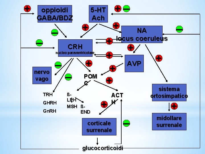 + oppioidi GABA/BDZ _ _ + 5 -HT Ach CRH nucleo paraventricolare _ nervo + oppioidi GABA/BDZ _ _ + 5 -HT Ach CRH nucleo paraventricolare _ nervo