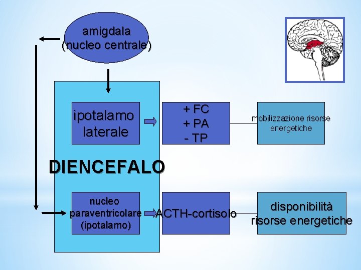 amigdala (nucleo centrale) + FC + PA - TP ipotalamo laterale mobilizzazione risorse energetiche amigdala (nucleo centrale) + FC + PA - TP ipotalamo laterale mobilizzazione risorse energetiche