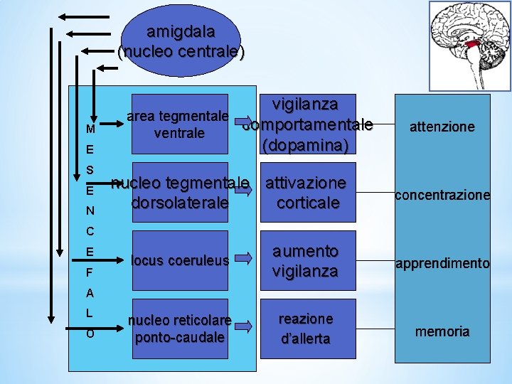 amigdala (nucleo centrale) M E S E N vigilanza area tegmentale comportamentale ventrale (dopamina) amigdala (nucleo centrale) M E S E N vigilanza area tegmentale comportamentale ventrale (dopamina)
