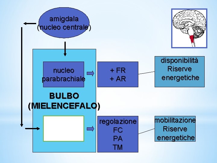 amigdala (nucleo centrale) nucleo parabrachiale + FR + AR disponibilità Riserve energetiche BULBO (MIELENCEFALO) amigdala (nucleo centrale) nucleo parabrachiale + FR + AR disponibilità Riserve energetiche BULBO (MIELENCEFALO)