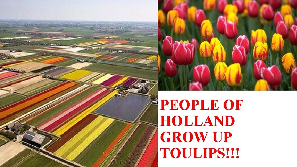PEOPLE OF HOLLAND GROW UP TOULIPS!!! 
