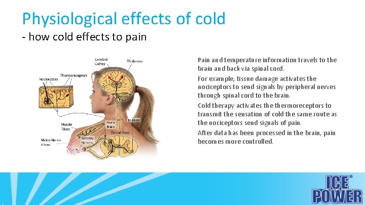 Physiological effects of cold - how cold effects to pain Pain and temperature information