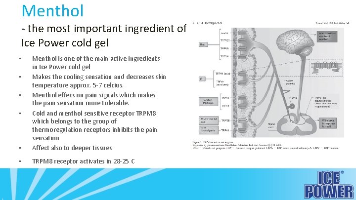 Menthol - the most important ingredient of Ice Power cold gel • Menthol is