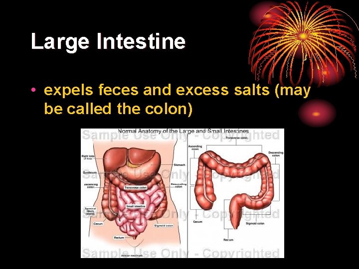 Large Intestine • expels feces and excess salts (may be called the colon) 