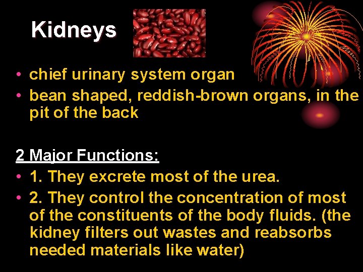 Kidneys • chief urinary system organ • bean shaped, reddish-brown organs, in the pit