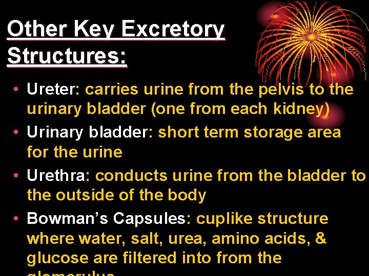 Other Key Excretory Structures: • Ureter: carries urine from the pelvis to the urinary