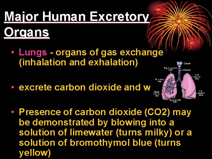 Major Human Excretory Organs • Lungs - organs of gas exchange (inhalation and exhalation)