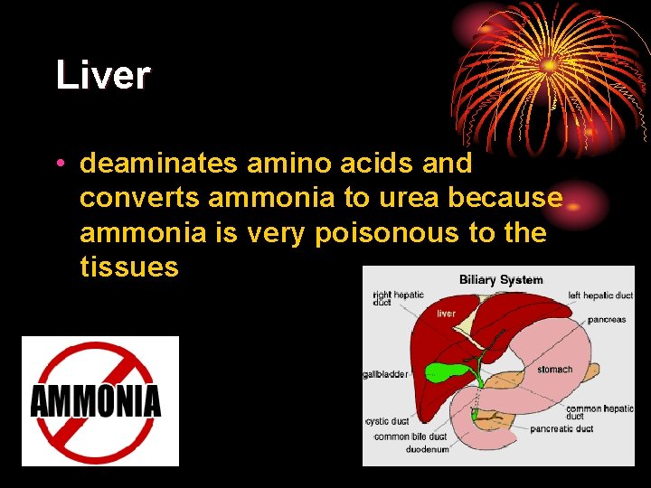 Liver • deaminates amino acids and converts ammonia to urea because ammonia is very