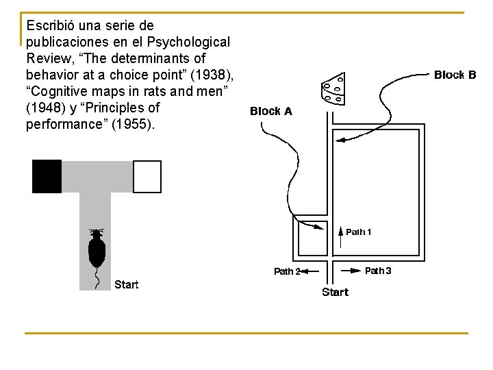 Escribió una serie de publicaciones en el Psychological Review, “The determinants of behavior at