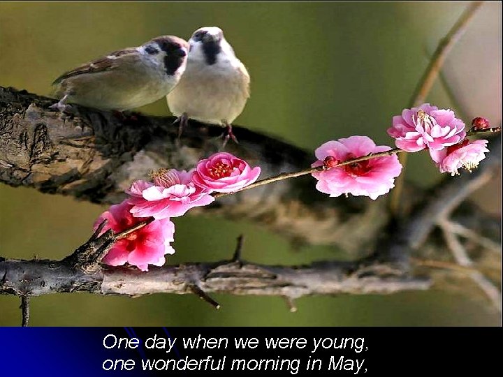 One day when we were young, one wonderful morning in May, 