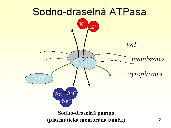 Sodno-draselná ATPasa K+ K+ vně ADP Pi membrána cytoplasma ATP Na+ Na+ Sodno-draselná pumpa