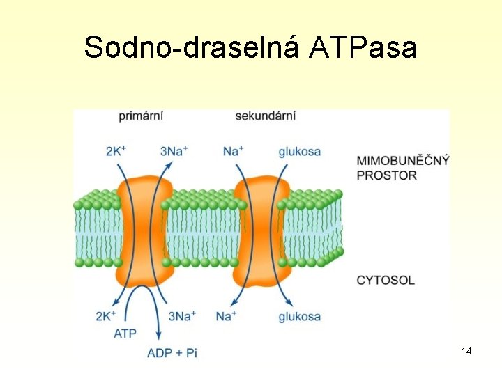 Sodno-draselná ATPasa 14 