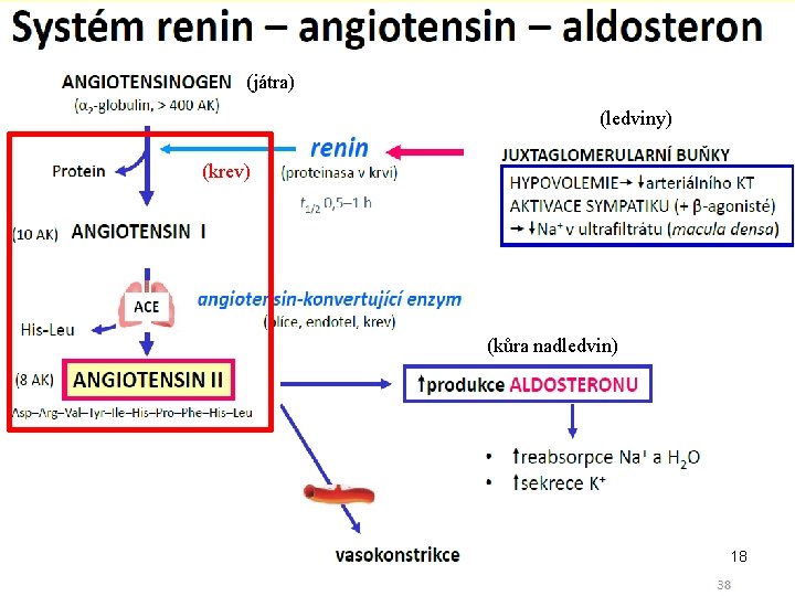 (játra) (ledviny) (krev) (kůra nadledvin) 18 