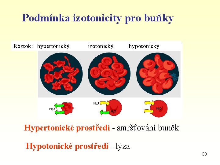 Podmínka izotonicity pro buňky Roztok: hypertonický izotonický hypotonický Hypertonické prostředí - smršťování buněk Hypotonické