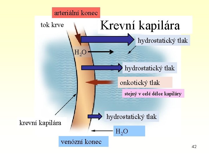 arteriální konec Krevní kapilára tok krve hydrostatický tlak H 2 O hydrostatický tlak onkotický