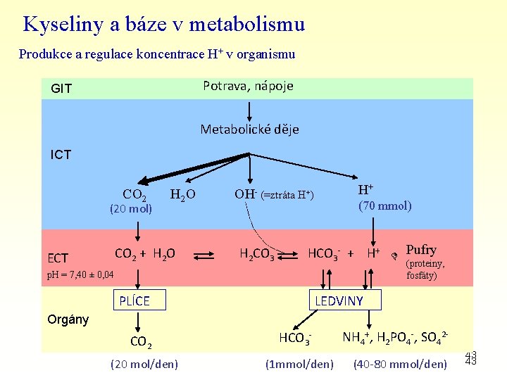 Kyseliny a báze v metabolismu Produkce a regulace koncentrace H+ v organismu Potrava, nápoje